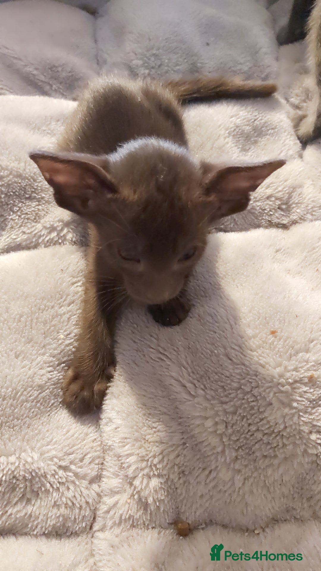 Oriental cats for sale: Full Pedigree Oriental 1 Kitten XL size ears GCCF - Image 31