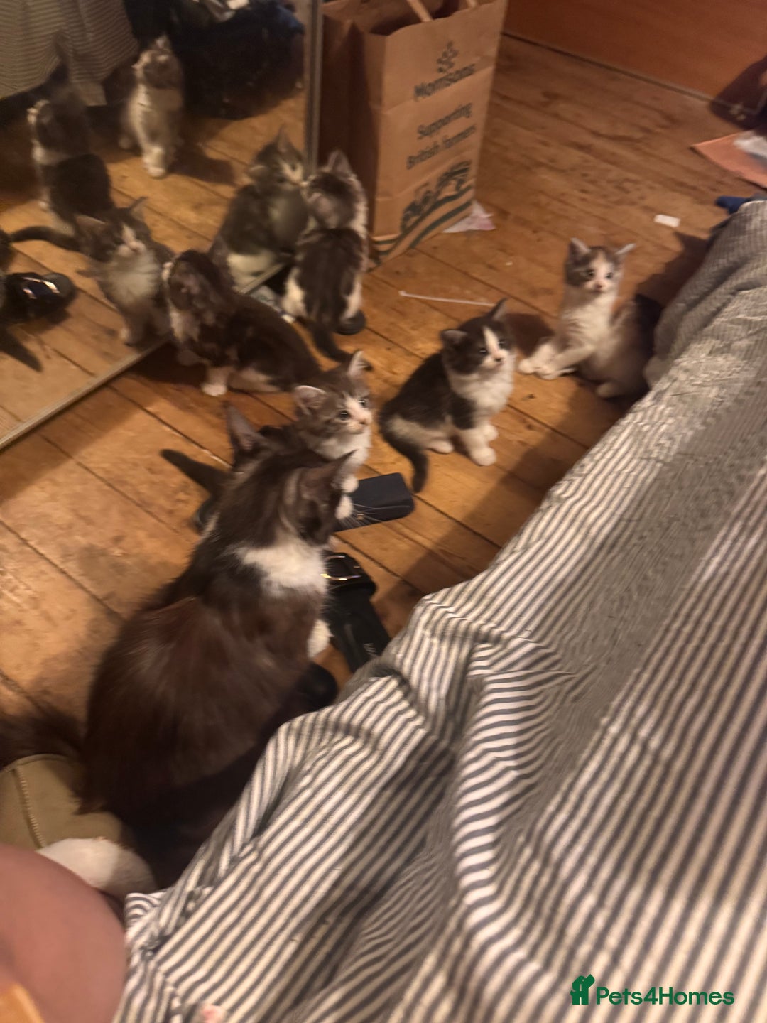British Longhair cats for sale: Part main coon  - Image 5