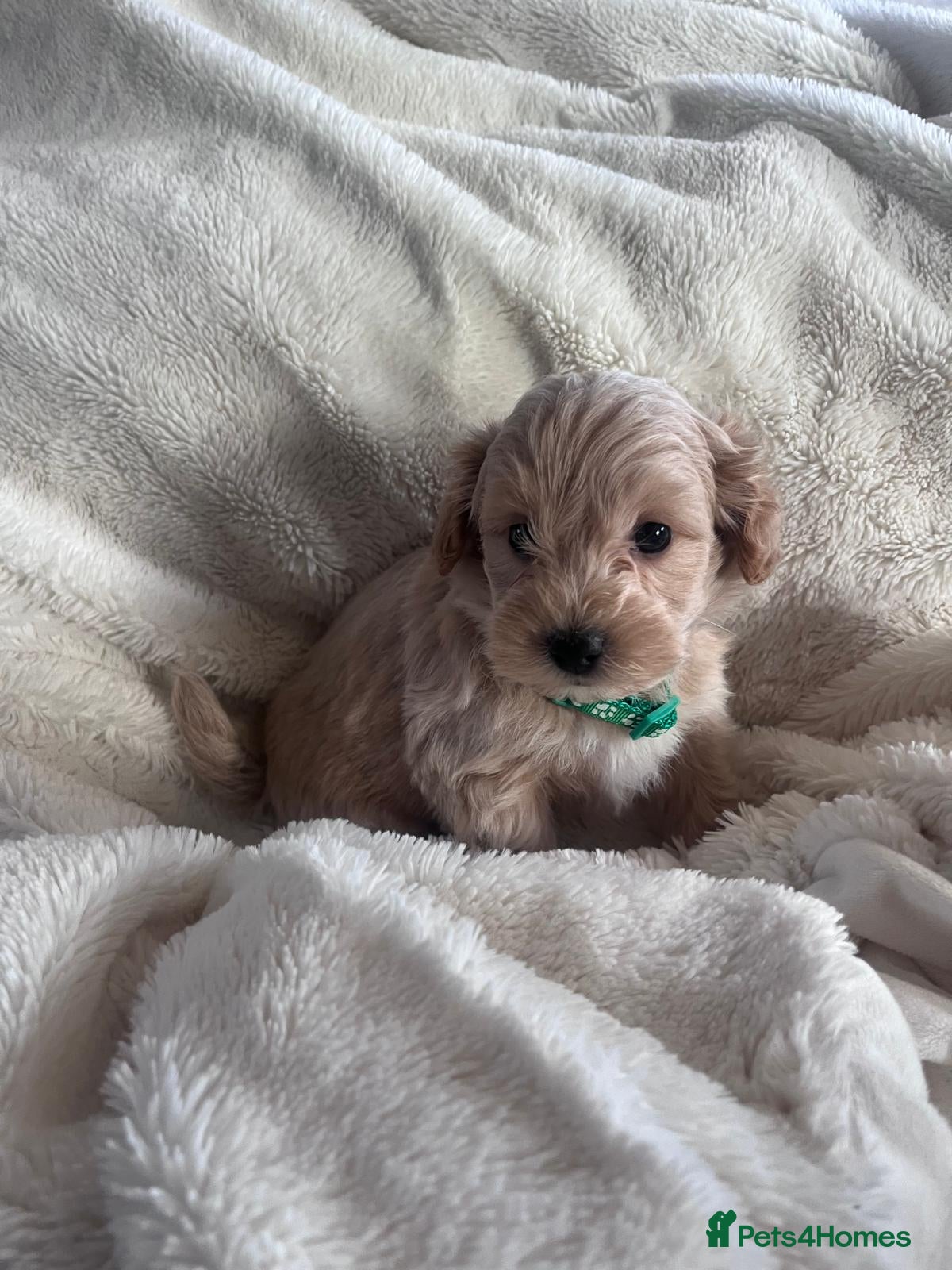 Maltipoo dogs Toy Maltipoo Puppies - Advert 5