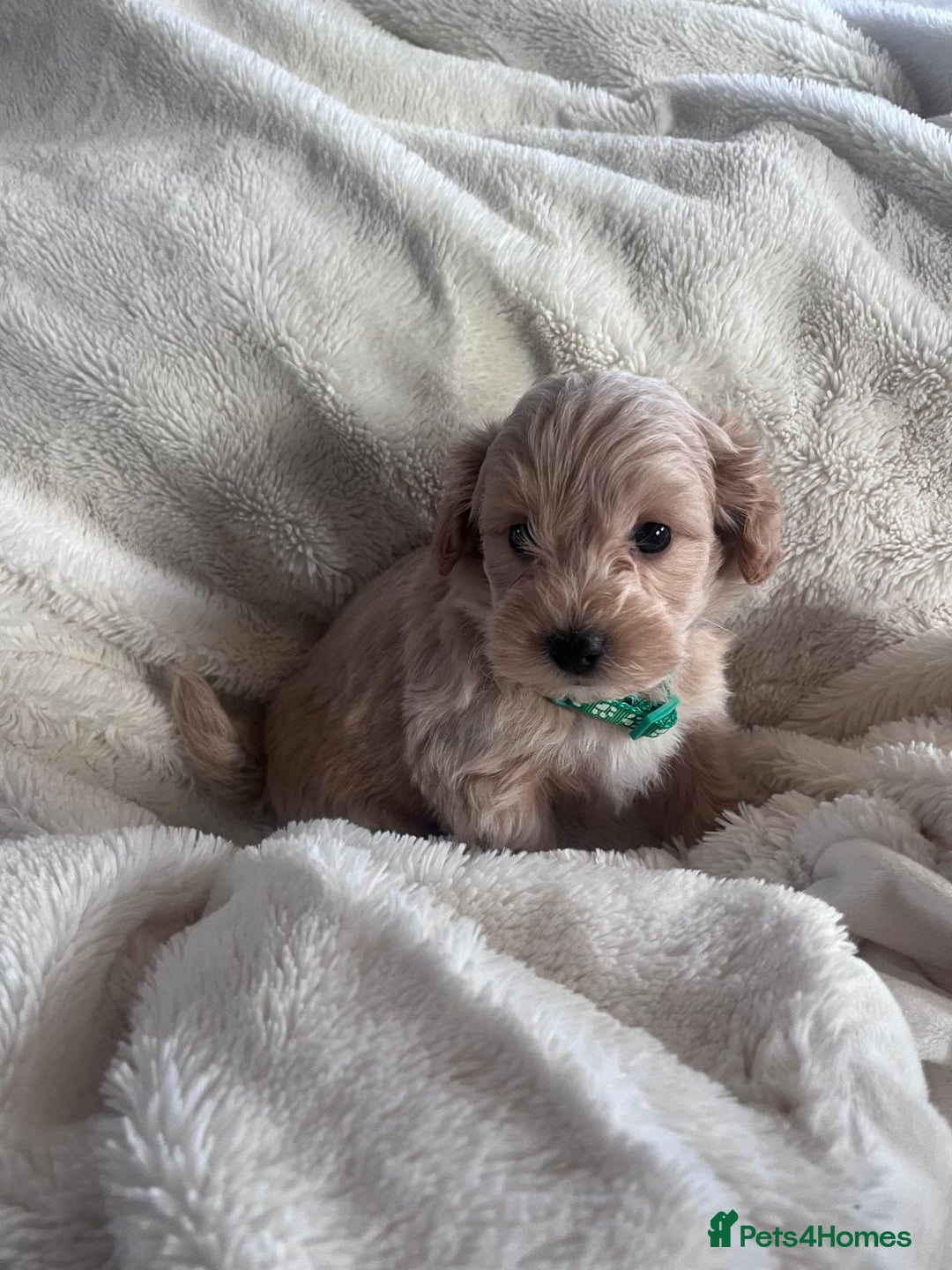 Maltipoo dogs for sale: Toy Maltipoo Puppies - Advert 1