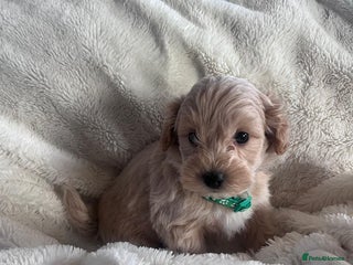 Maltipoo dogs Toy Maltipoo Puppies - Advert 1