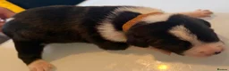 Mixed Breed dogs for sale: Puppies for sale  - Advert 21