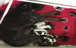 German Wirehaired Pointer dogs for sale: Gorgeous GWP bitch Puppy  - Image 7