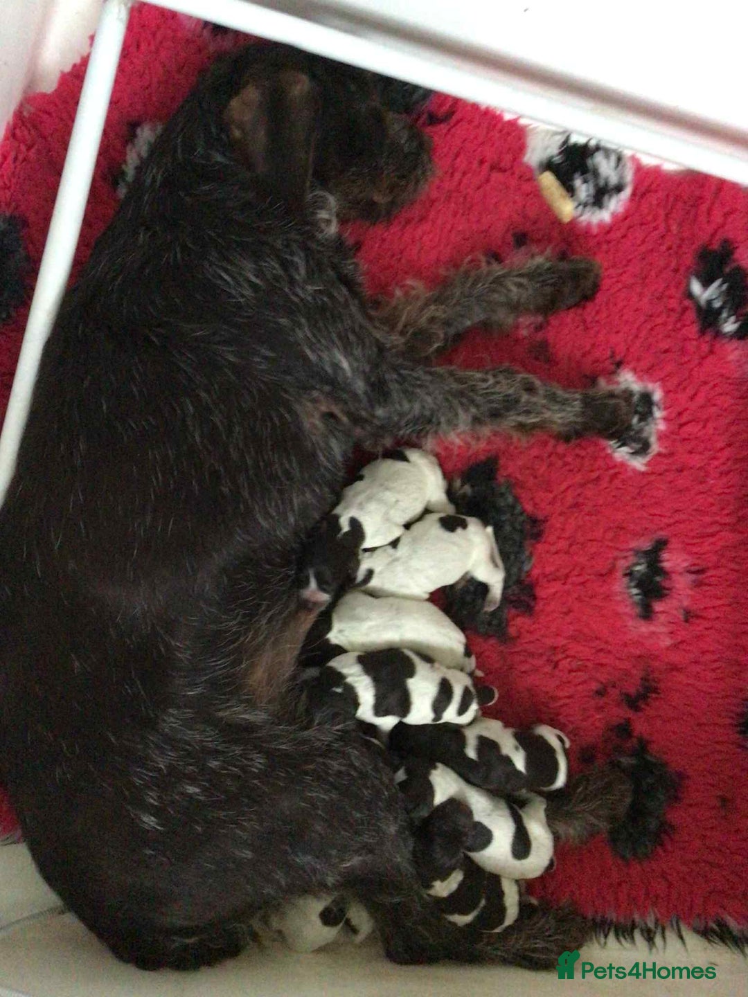 German Wirehaired Pointer dogs for sale: Gorgeous GWP bitch Puppy  - Image 7