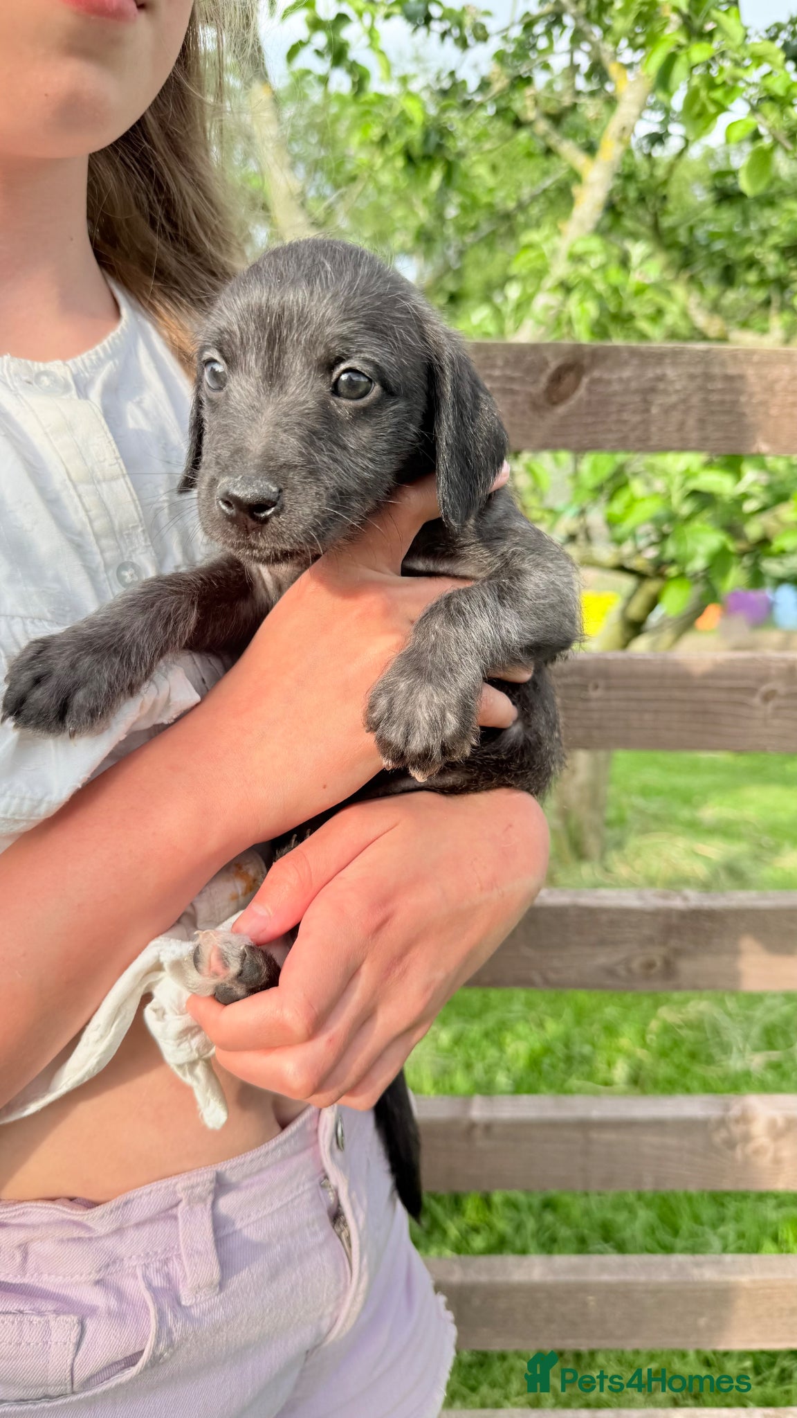 Mixed Breed dogs First Cross Bedlington Whippets - Advert 1