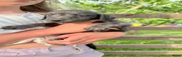 Mixed Breed dogs for sale: First Cross Bedlington Whippets in Whitby - Advert 4