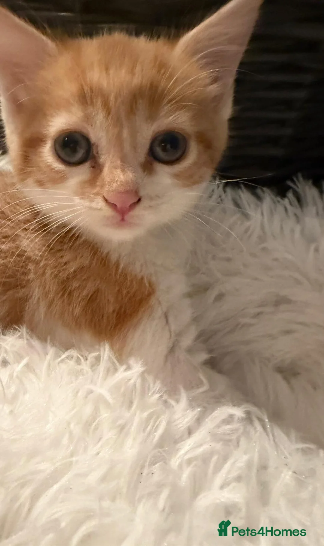 Mixed Breed cats for sale: 8 Week old female cat - Advert 2