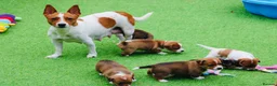 Jack Russell dogs for sale: *** 5 stunning puppies available *** - Advert 12