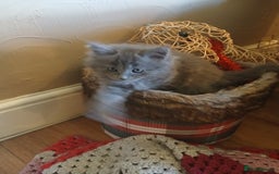 Mixed Breed cats for sale: Maine Coon crossed with Ragdoll ( Ragcoon )  - Image 6
