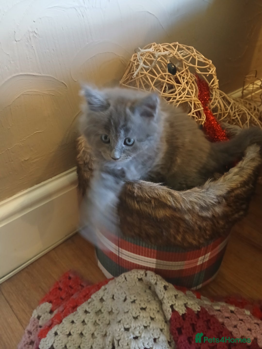 Mixed Breed cats for sale: Maine Coon crossed with Ragdoll ( Ragcoon )  - Image 6