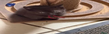 Mixed Breed Kitten 2