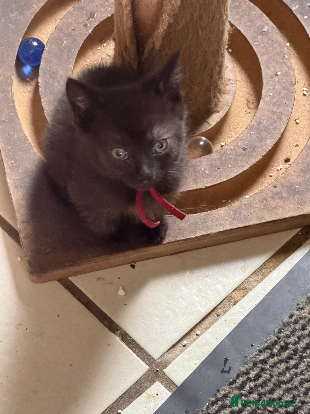 Mixed Breed cats for sale: 1 lovely boy kittens ready to leave today  - Advert 2