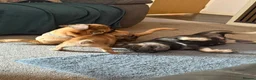 French Bulldog dogs for sale: 1 super French bulldog  - Advert 9