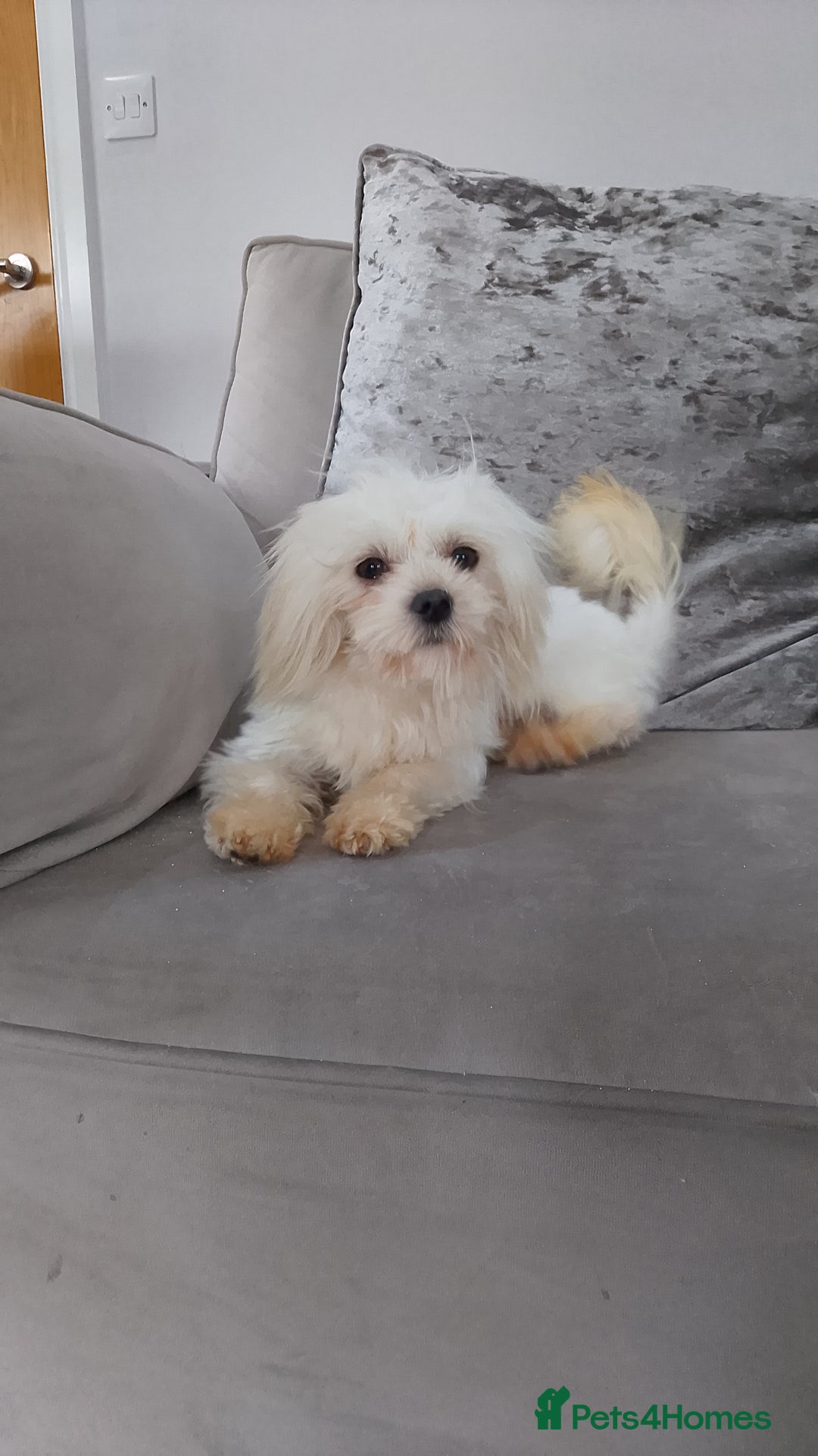 Maltese dogs for stud: Korean teddy faced Maltese stud (Ace) - Image 2