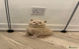 British Shorthair cats for sale:  🦁 Stunning Registered BSH /BLH Champion Lines 🦁 - Image 23