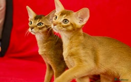 Abyssinian cats for sale: Beautiful Abyssinian Kittens- Raised with Love - Image 1