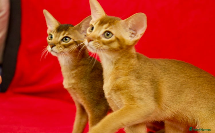 Abyssinian cats - Advert 2