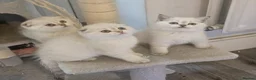 Scottish Fold cats for sale: Tica full pedigree scottish fold kittens london  - Advert 37