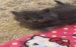 Mixed Breed cats for sale: 3 beautiful kittens - Image 1