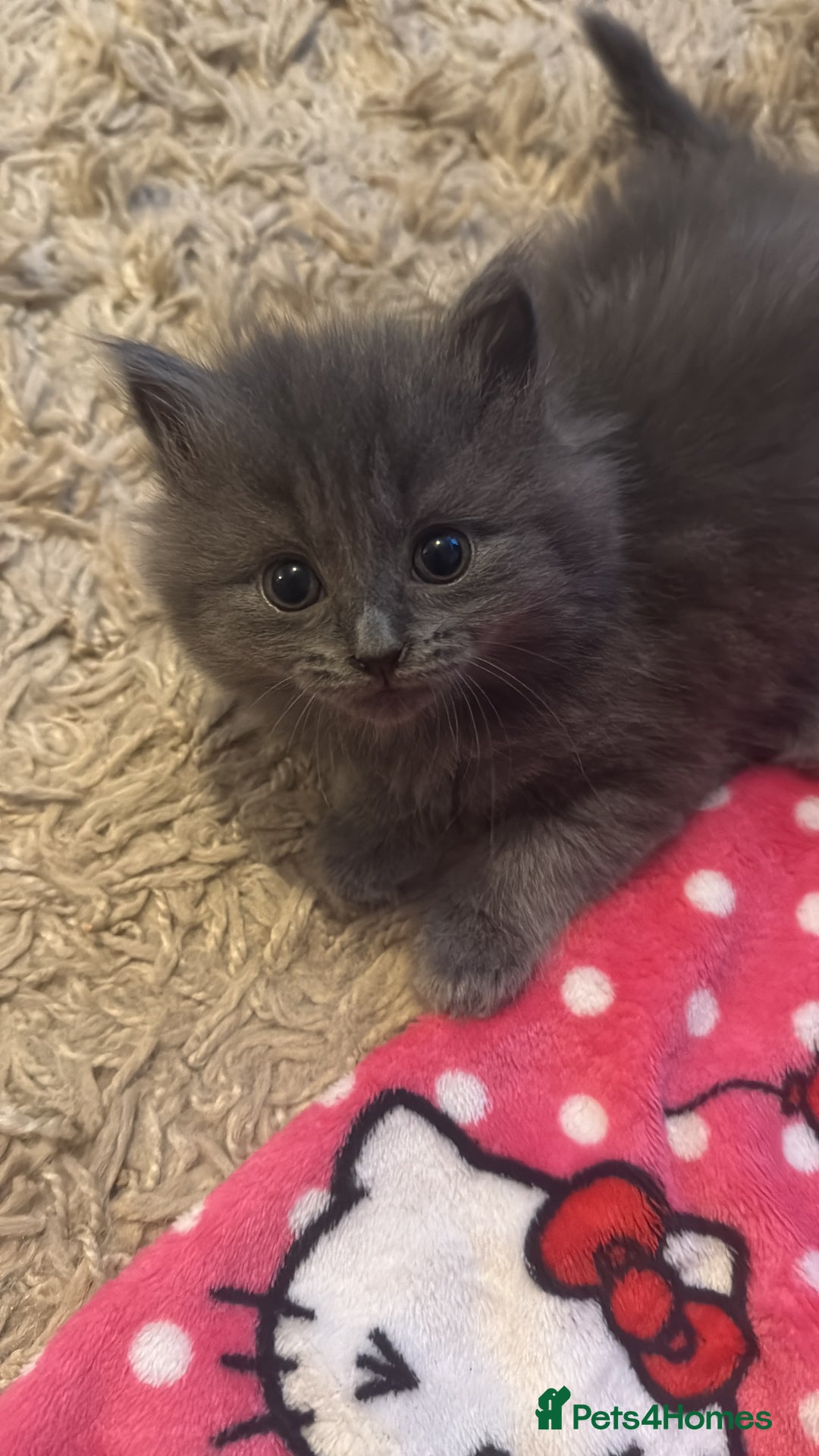 Mixed Breed cats for sale: 3 beautiful kittens - Image 1