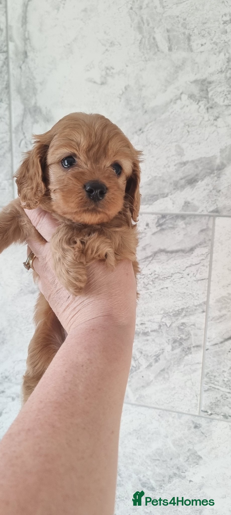 Cavapoo dogs Toy f1 cavapoos READY NOW  - Advert 12