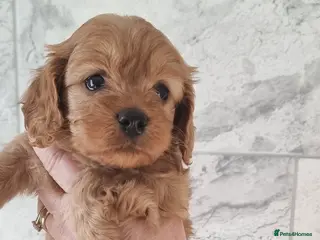 Cavapoo dogs Toy f1 cavapoos READY NOW - Advert 15