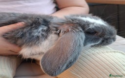 French Lop rabbits for sale: Pure bred french lop babies - Image 6