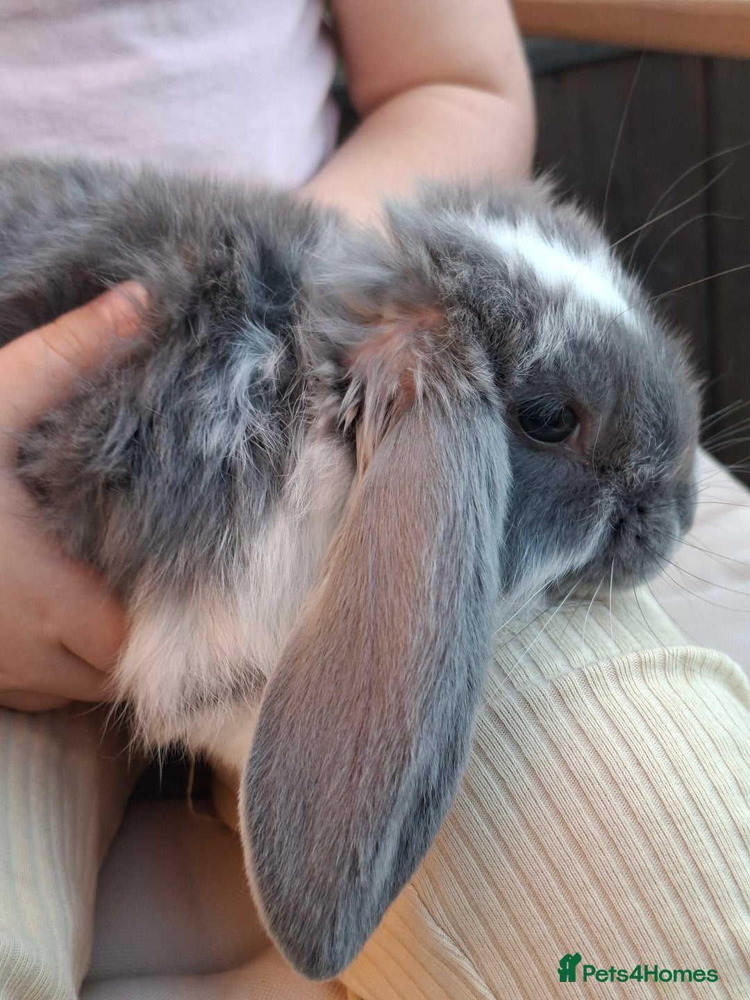 French Lop rabbits for sale: Pure bred french lop babies - Image 6
