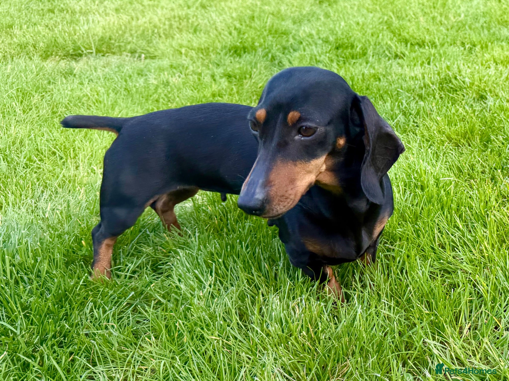 Miniature Dachshund dogs Our mini dachshund litter has arrived - Advert 13