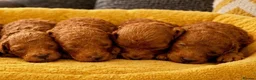 Toy Poodle dogs for sale: Stunning Deep Red Toy Poodles 🐩 Ready 26th Oct - Advert 6