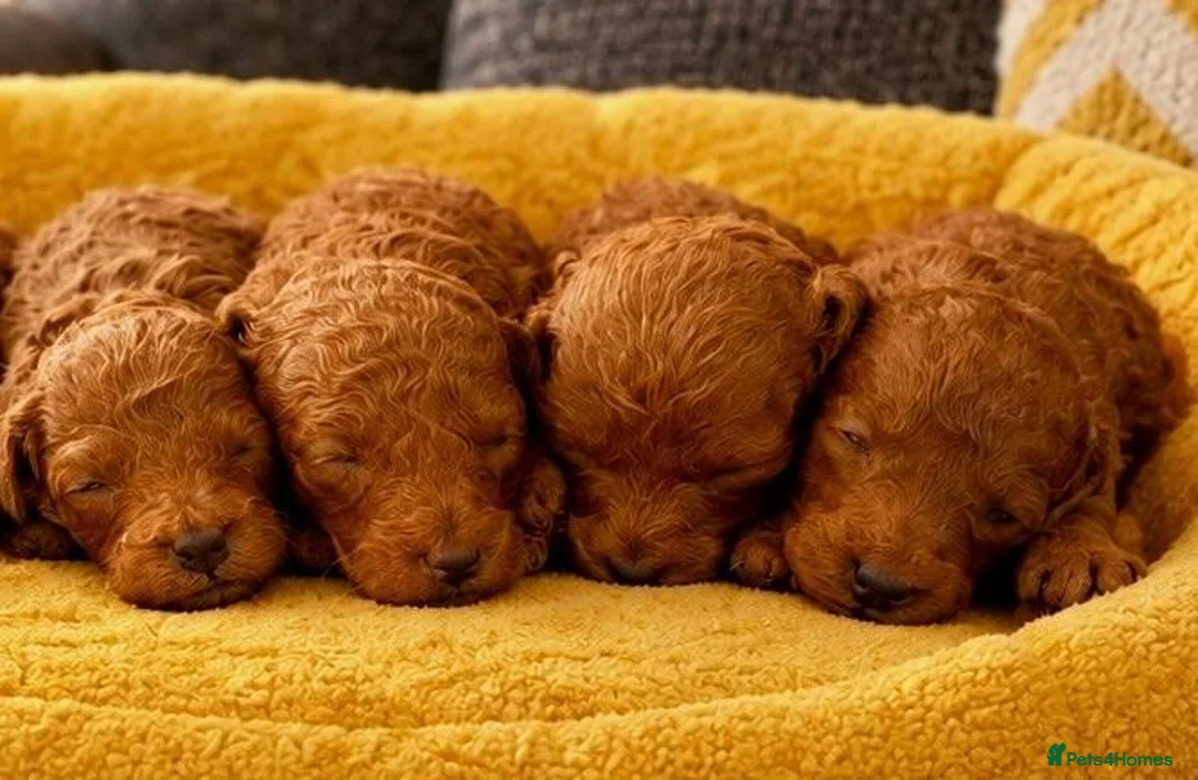 Toy Poodle dogs for sale: Stunning Deep Red Toy Poodles 🐩 Ready 26th Oct - Advert 6