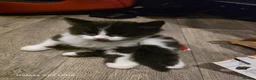 Mixed Breed cats for sale: Mixed bread - Advert 2