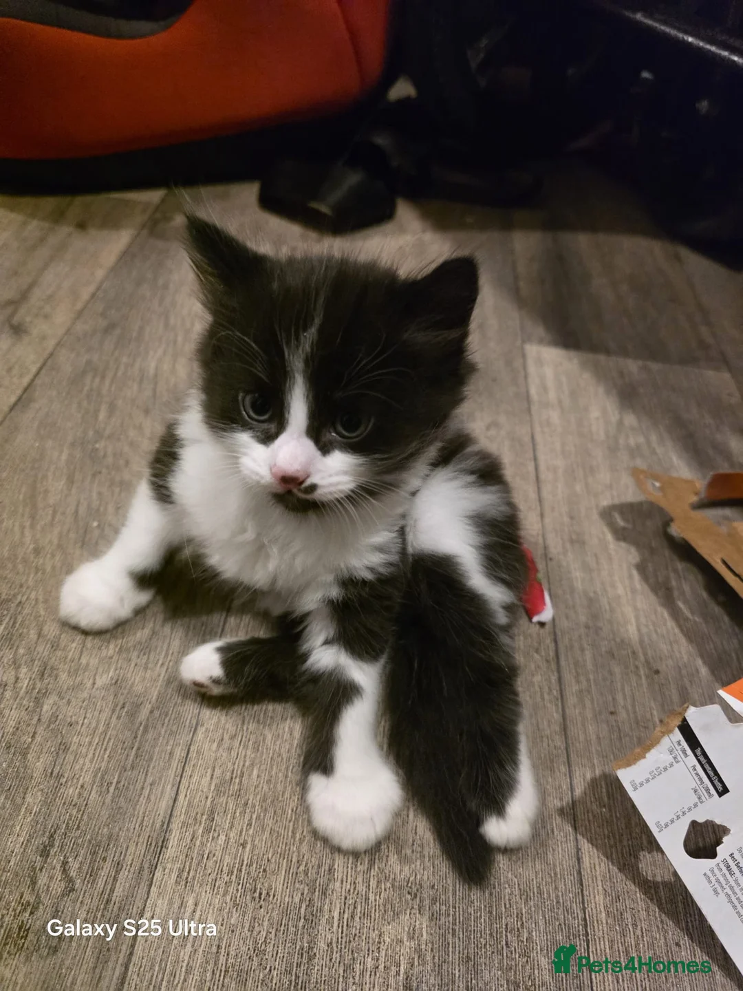 Mixed Breed cats for sale: Mixed bread - Advert 2