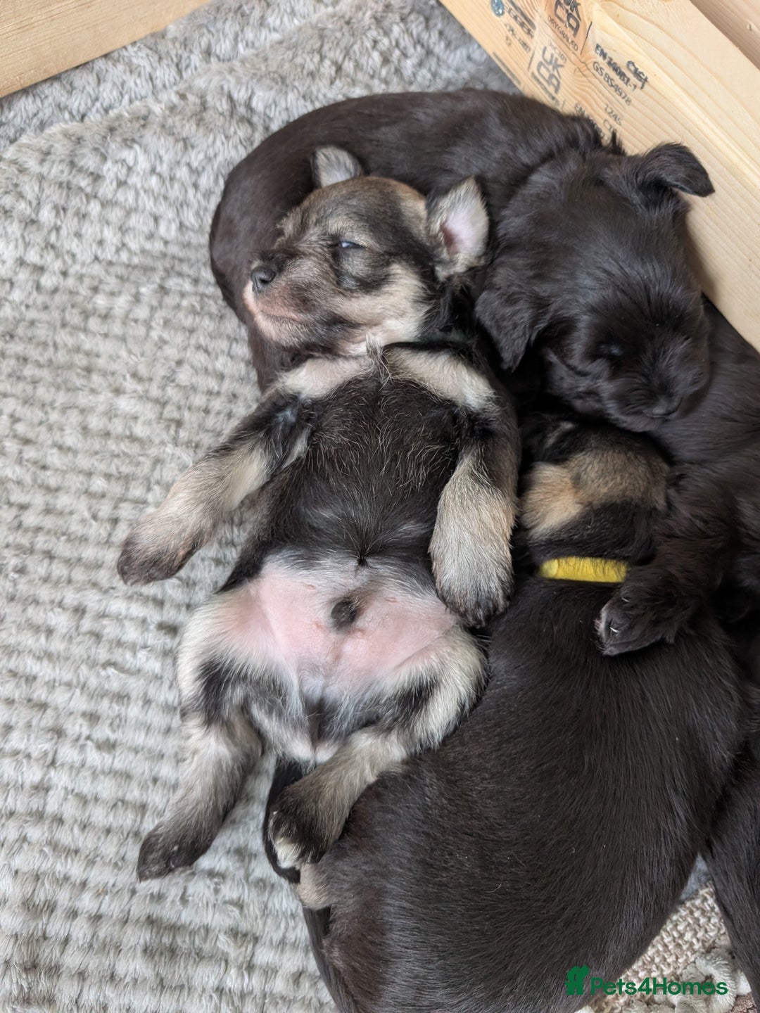 Miniature Schnauzer dogs for sale: Beautiful Miniature schnauzers - Advert 3