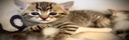 Mixed Breed cats for sale: 🐾 Beautiful Baby Kittens - Ragdoll x Bengal 🐾 - Advert 23