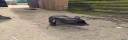 Pig livestock for sale: micro pigs for sale - Advert 6