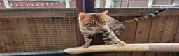 Bengal cats for stud: Adorable pure Bengal boy❤️ for stud - Advert 4