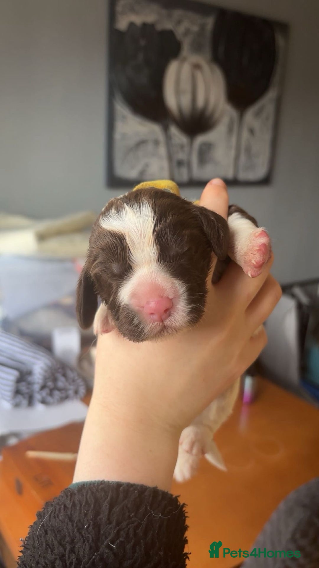 Sprocker dogs for sale:  sprocker spaniel pups for sale!  - Advert 3