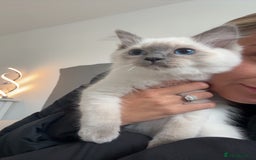 Ragdoll cats for sale: Female Blue Point Ragdoll Kitten - Image 9