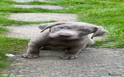 Labrador Retriever dogs for sale: Stunning Pure Pedigree silver labrador puppies  - Image 3