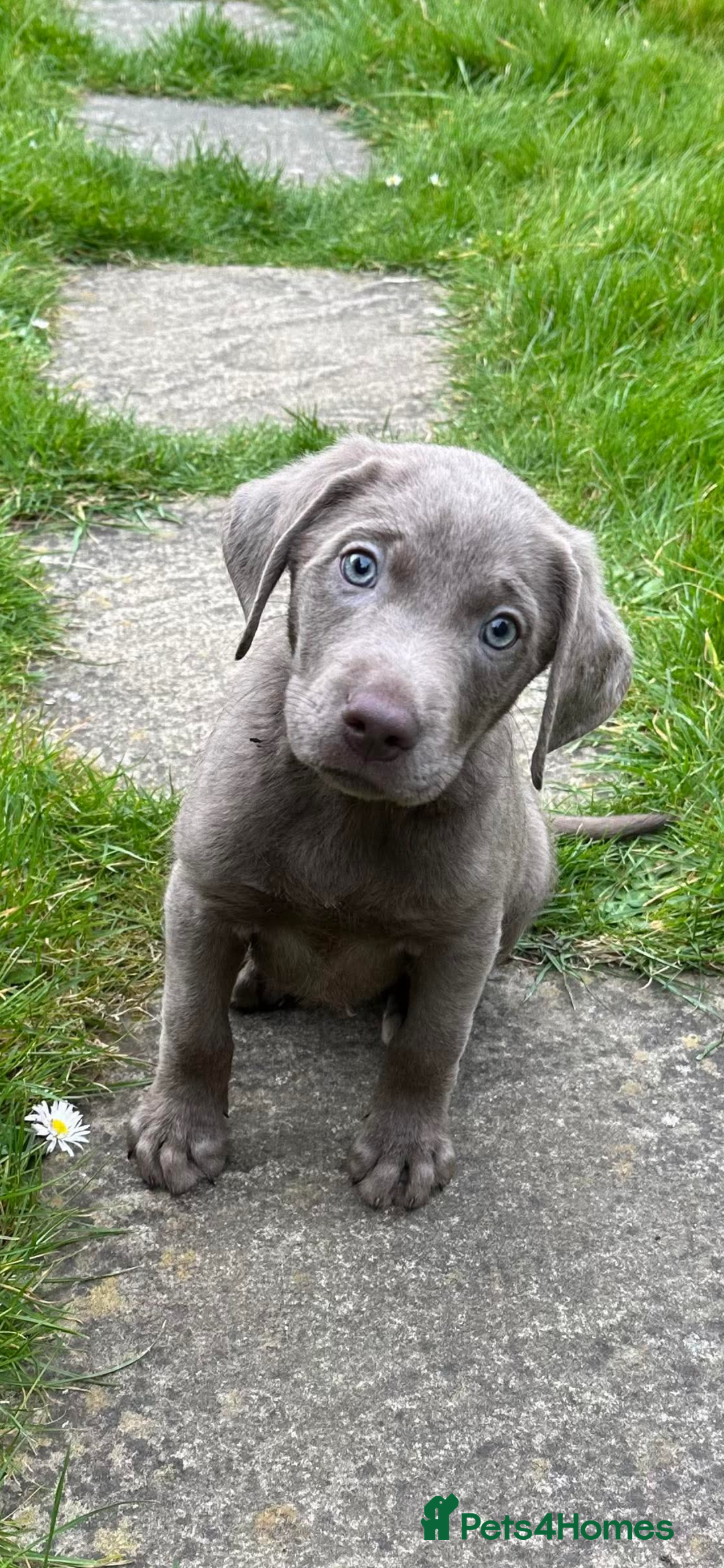 Labrador Retriever dogs for sale: Stunning Pure Pedigree silver labrador puppies  - Image 3