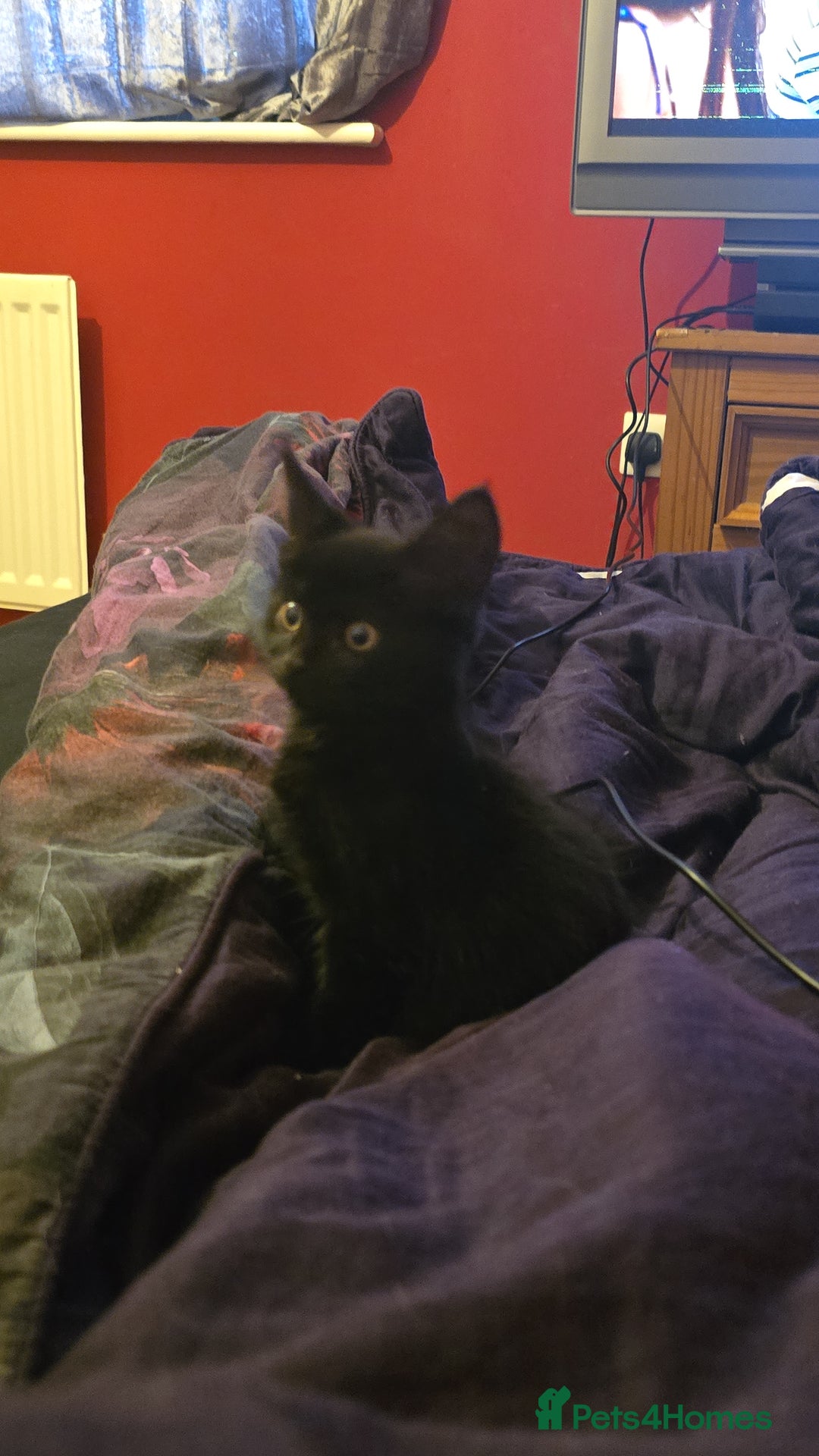 British Shorthair cats for sale: Female kitten - Advert 3