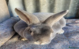 Rex rabbits for sale: 1 x blue rex buck, 3 x rex does - 6 months old - Image 14