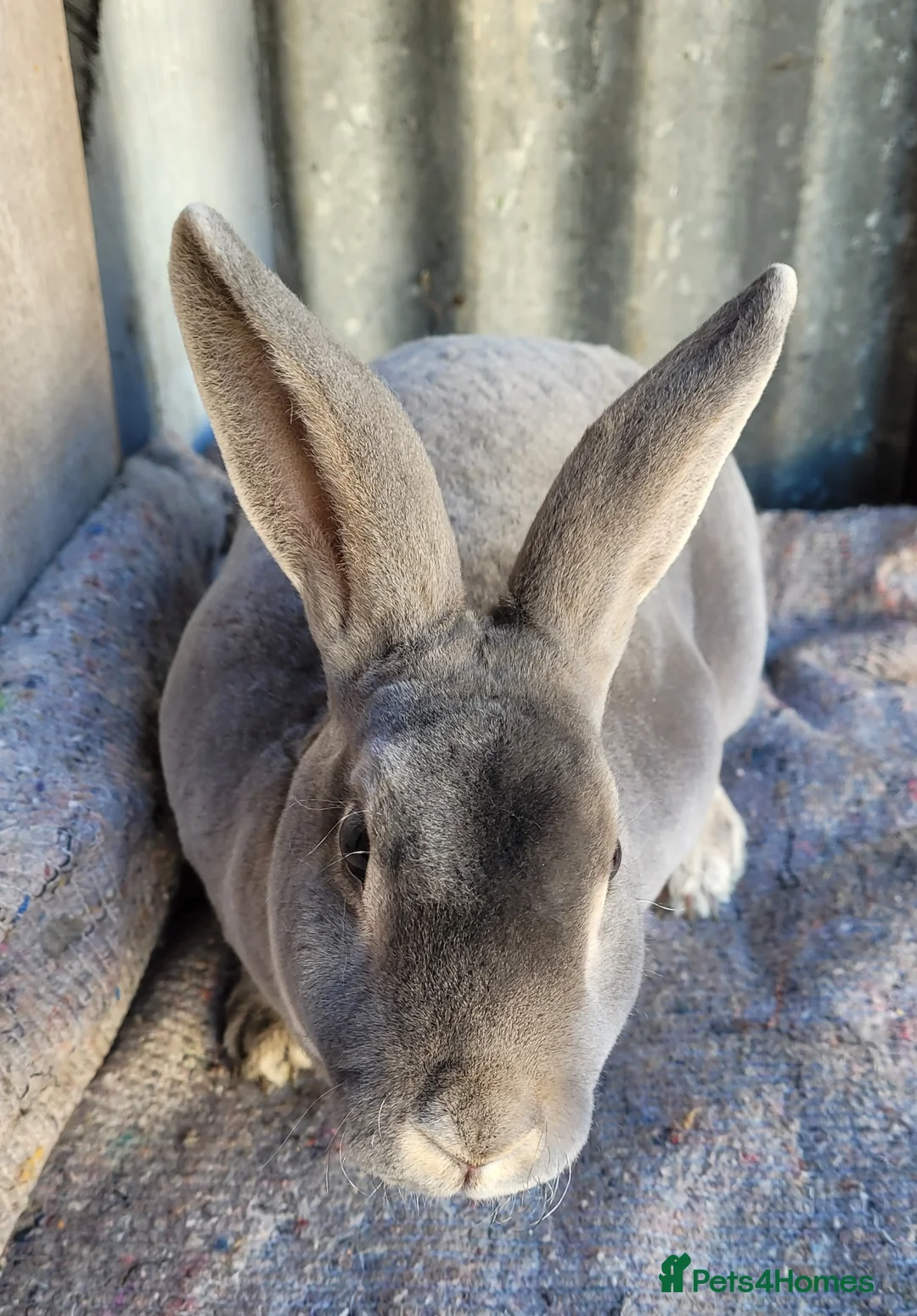 Rex rabbits for sale:  3 x rex does - 6 months old - Advert 11