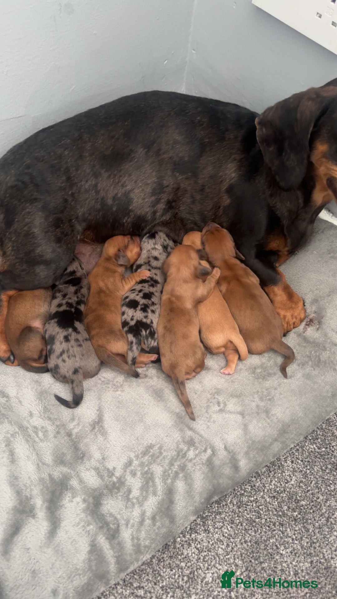 Dachshund dogs for sale: Dachshunds  - Image 6