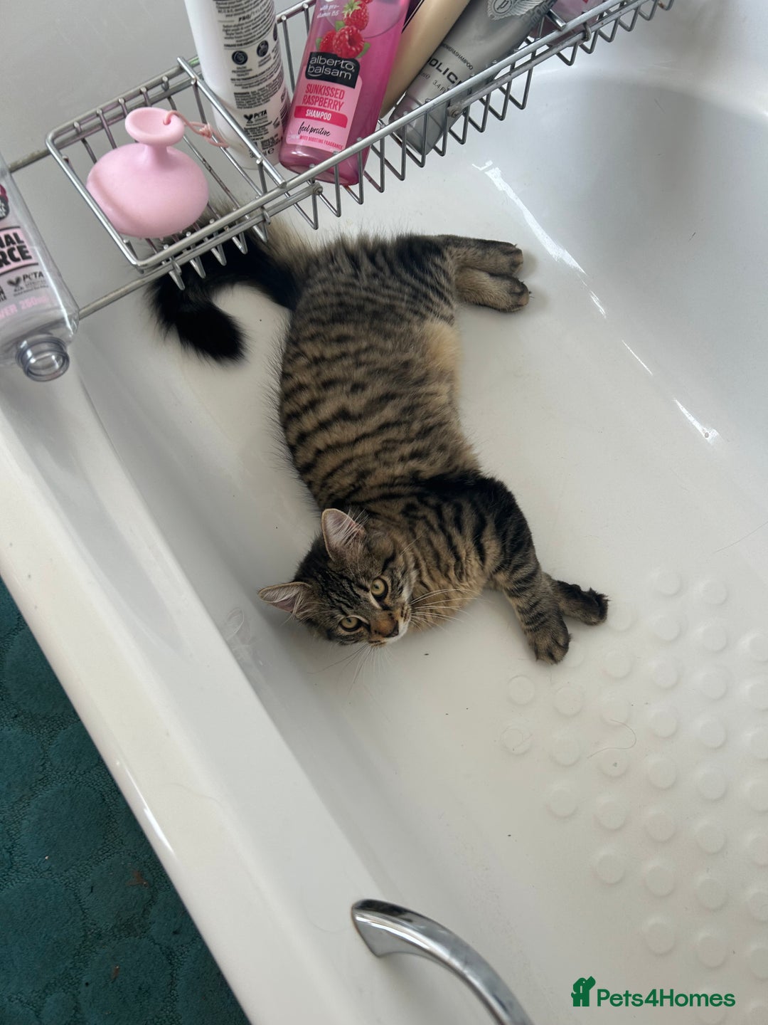 Mixed Breed cats for sale: 7minth old tabby male cat. - Image 2