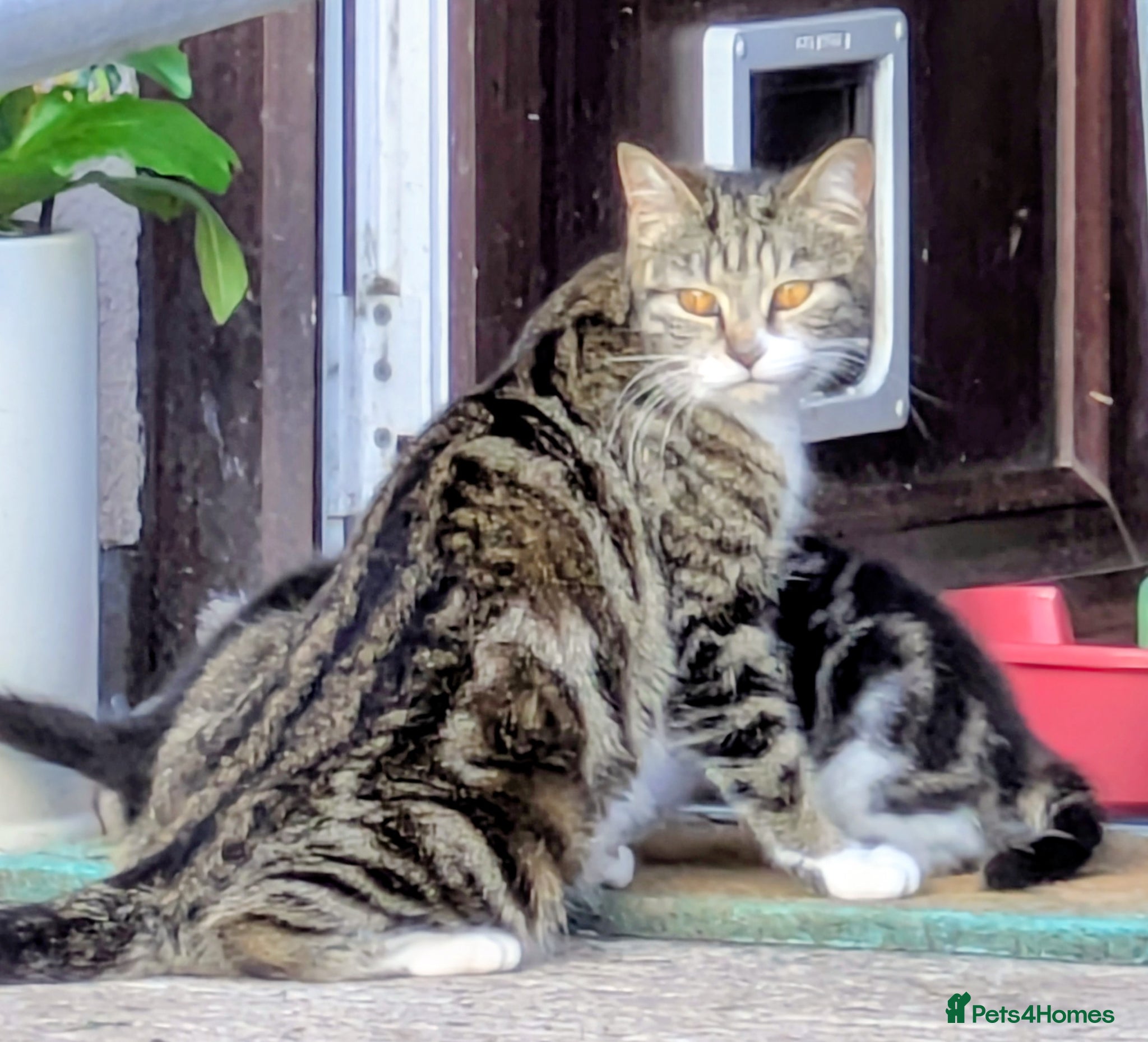 Mixed Breed cats Beautiful male kitten - Advert 3