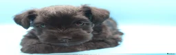 Miniature Schnauzer dogs for sale: 🌟 Exceptional KC Miniature Schnauzer Puppies 🌟 - Advert 3