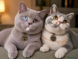 British Shorthair cats Rare dominant blue eye BSH kittens - Advert 16