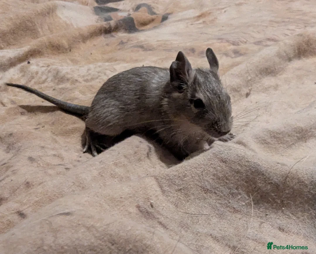 Degus rodents for sale: Young blue/grey degu's lovely and tame - Advert 1